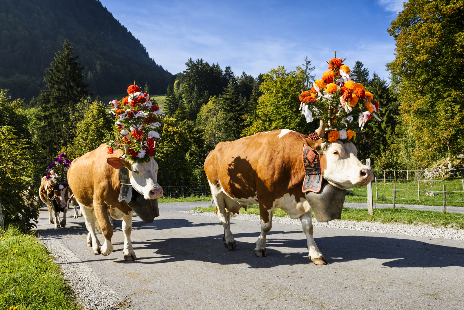 vaches transhumance