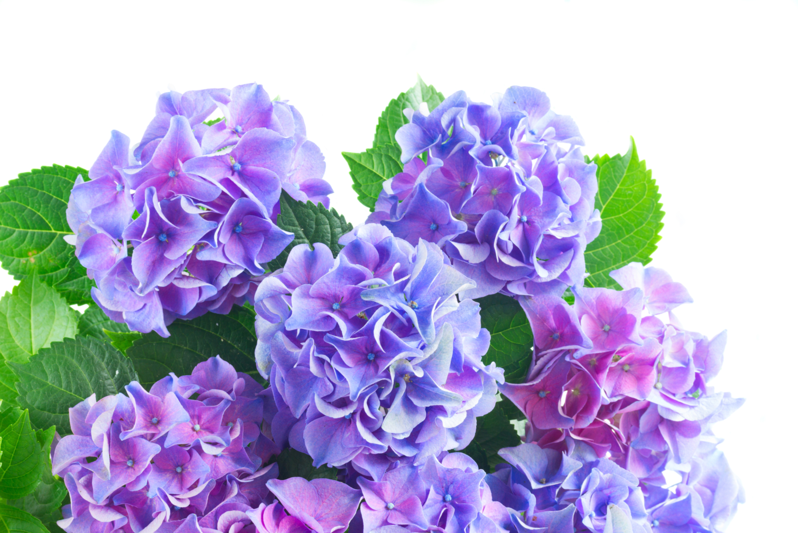 hortensia bloem