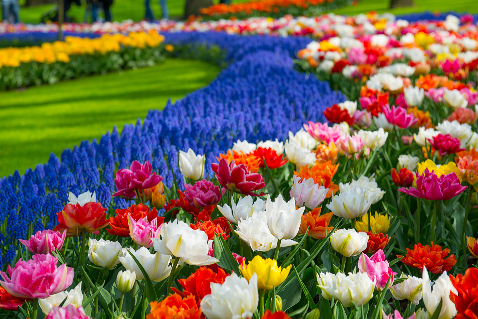 keukenhof