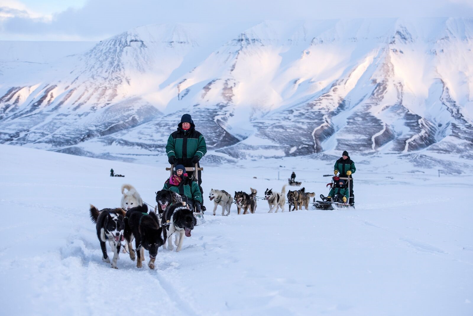 norvège chien