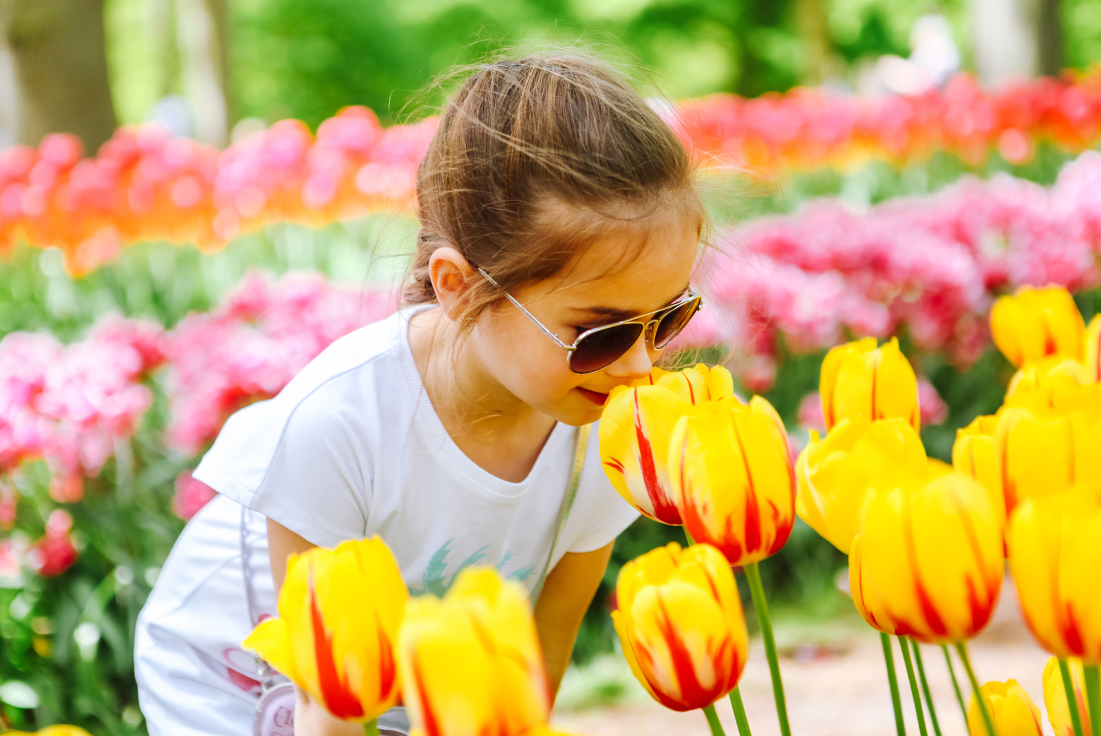 keukenhof tulpen