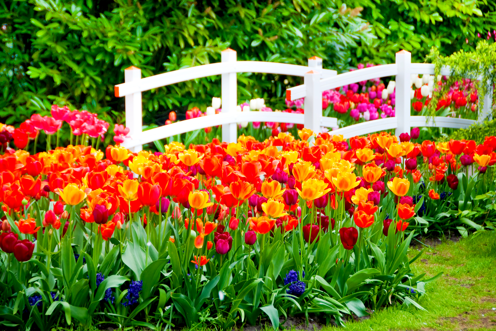 keukenhof