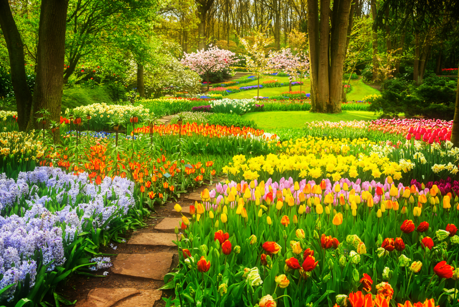 fleurs keukenhof