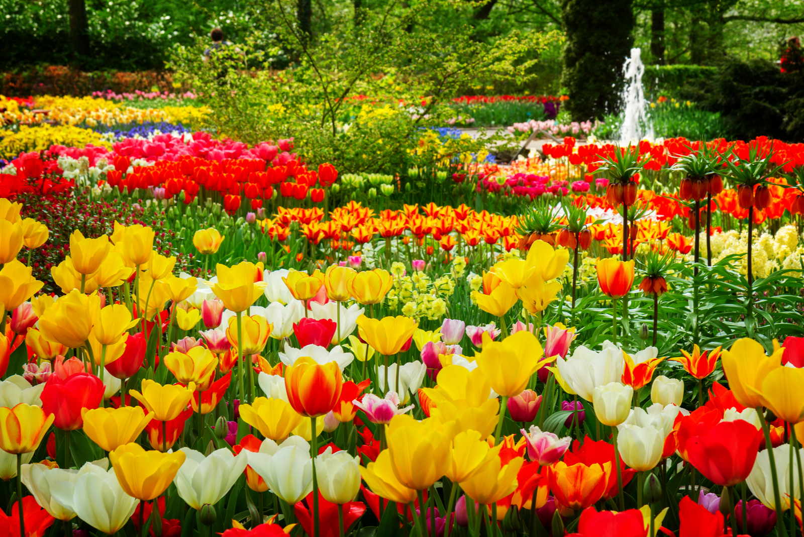 keukenhof tulipes