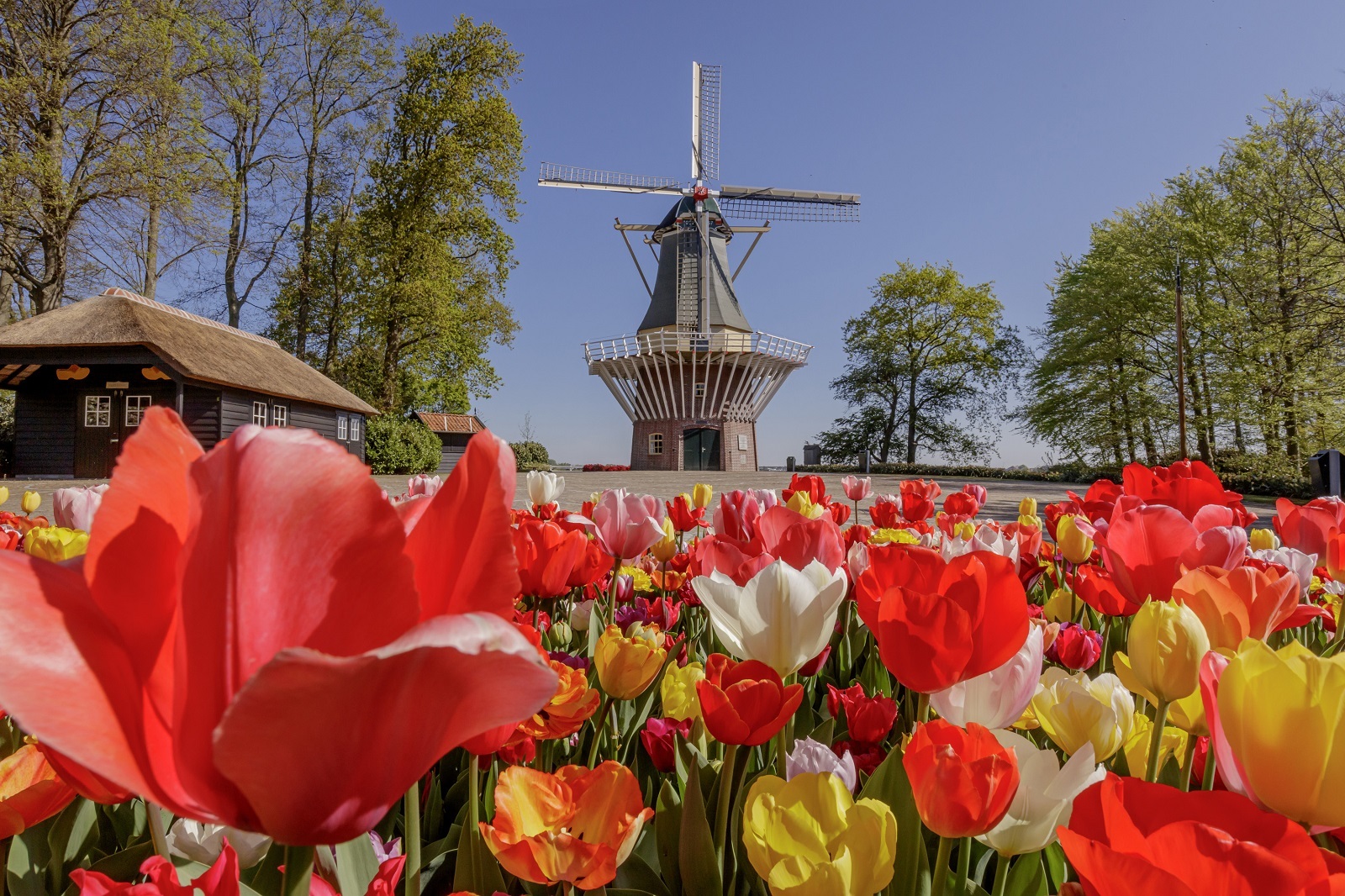 windmolen keukenhof