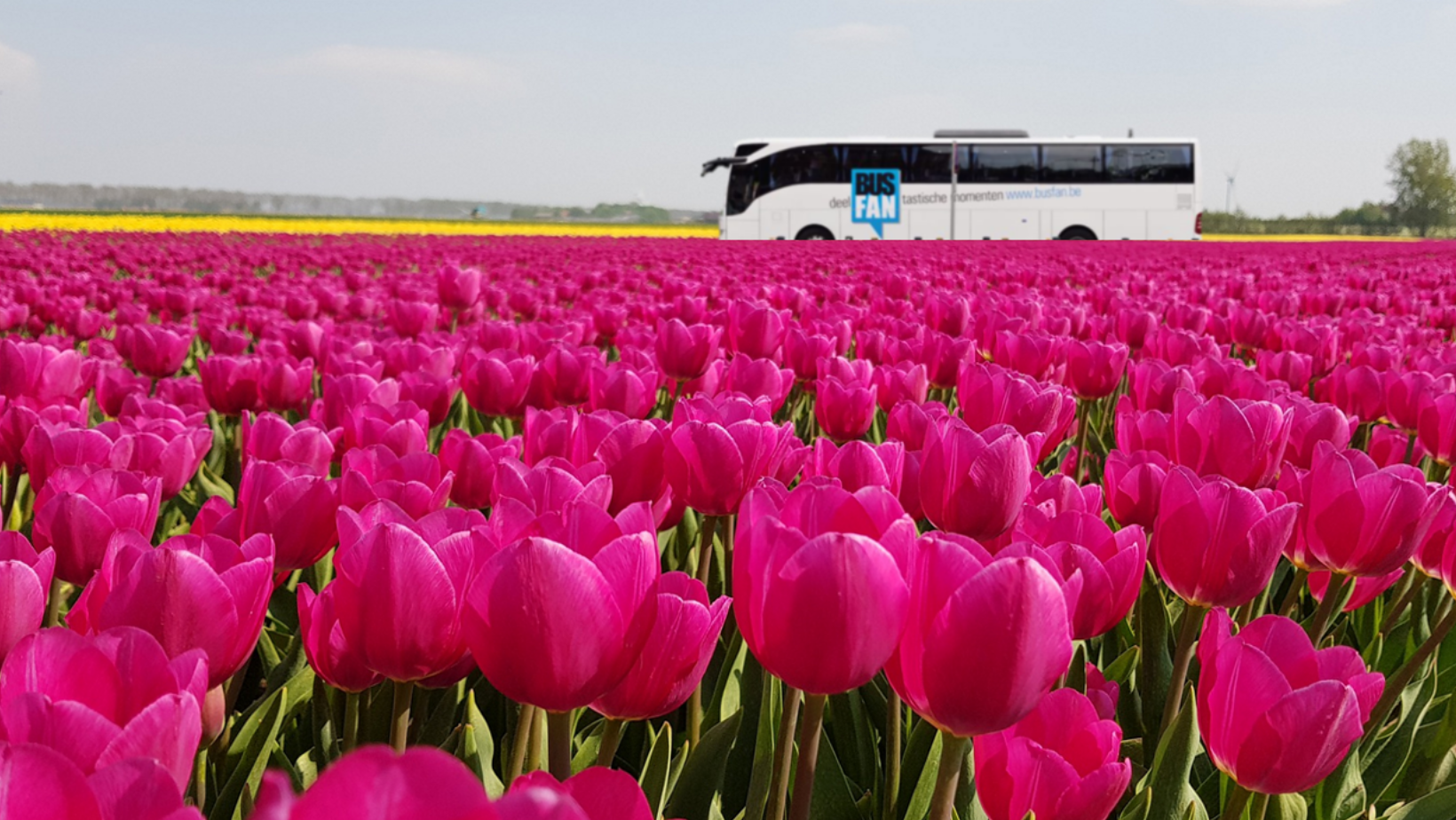 lente visual tulpen busfan autocar