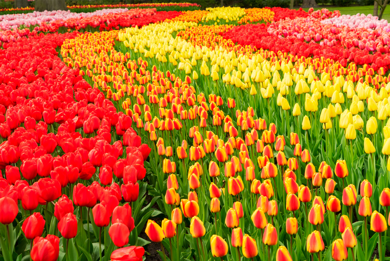 tulpenveld keukenhof 