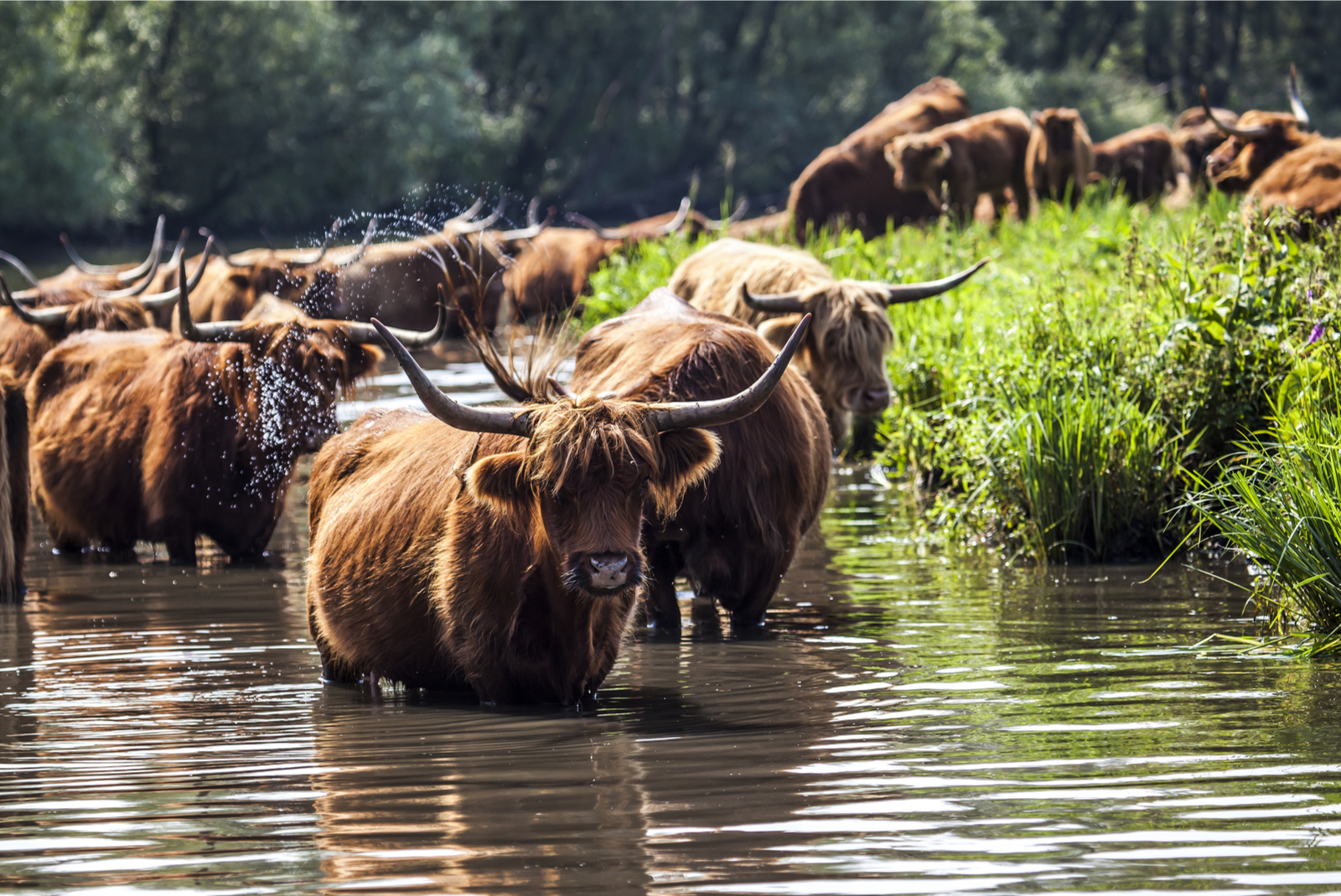 biesbosch park nederland