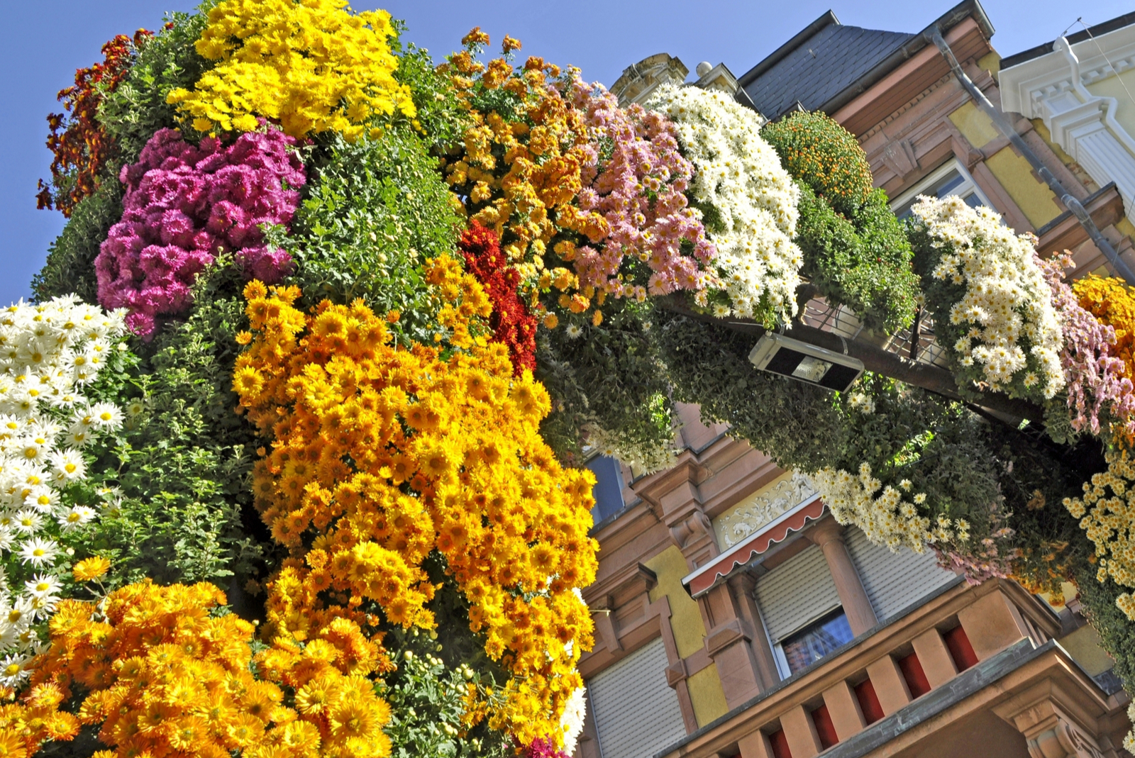 chrysanthema lahr