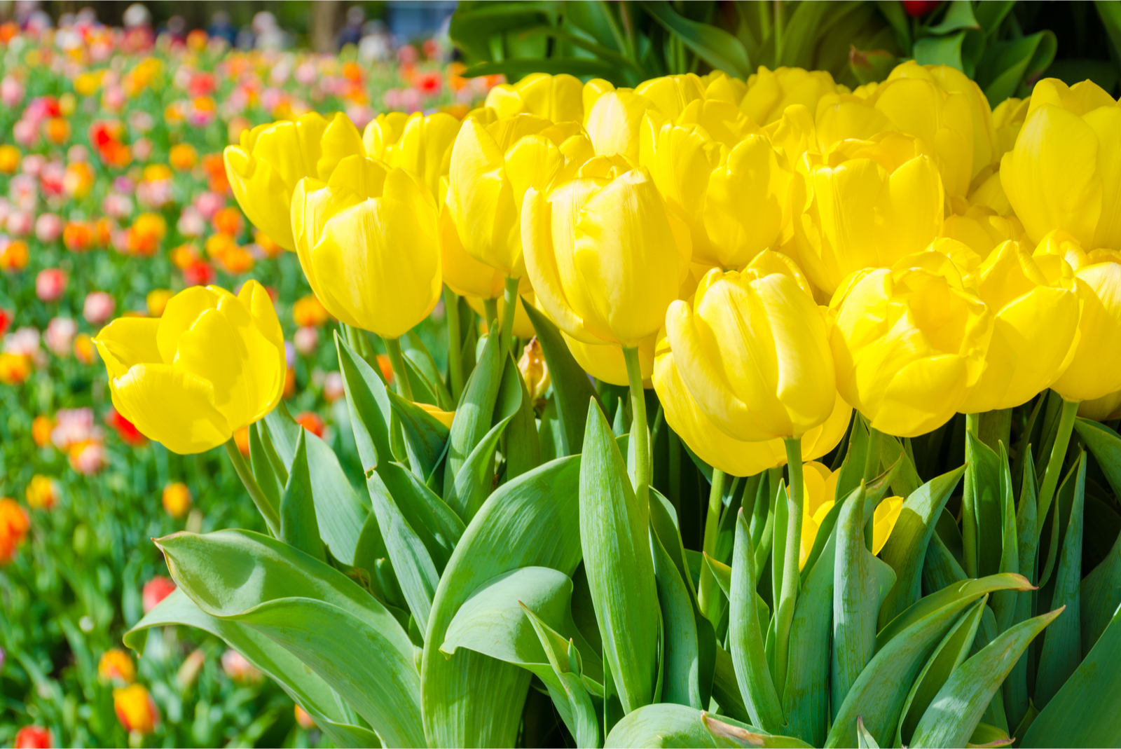 tulipes jaunes keukenhof