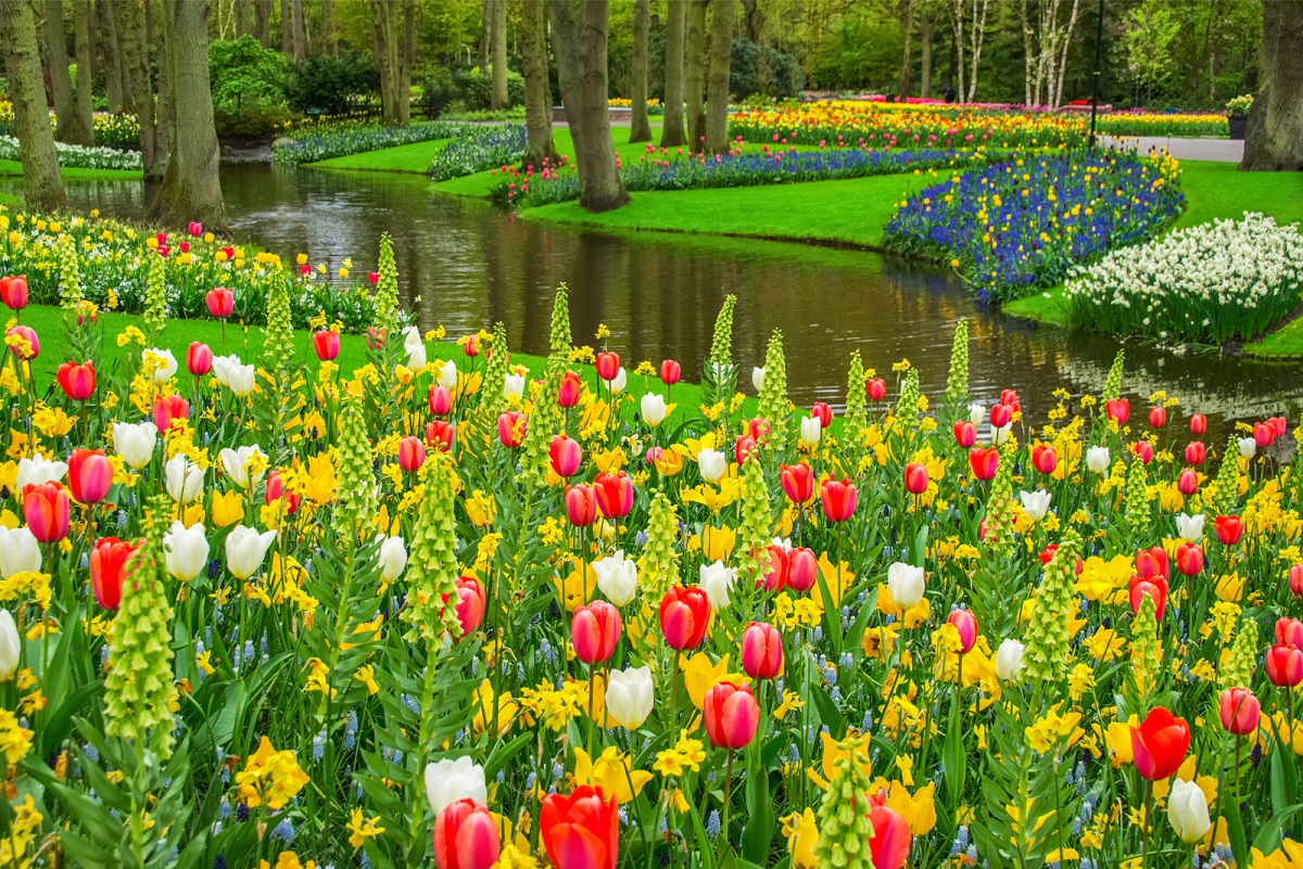 keukenhof bloemenveld