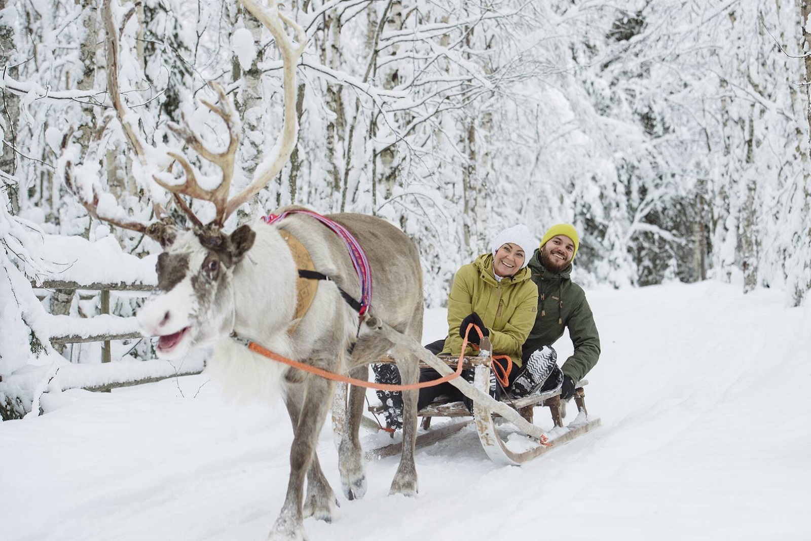 rendiersafari in fins lapland