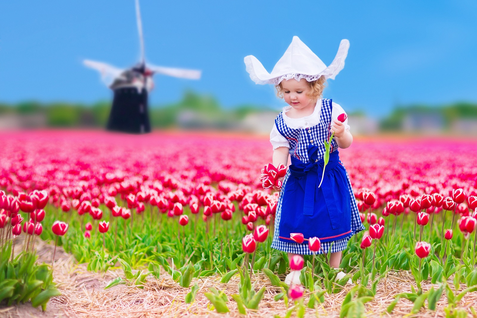 typisch nederland met tulpen 