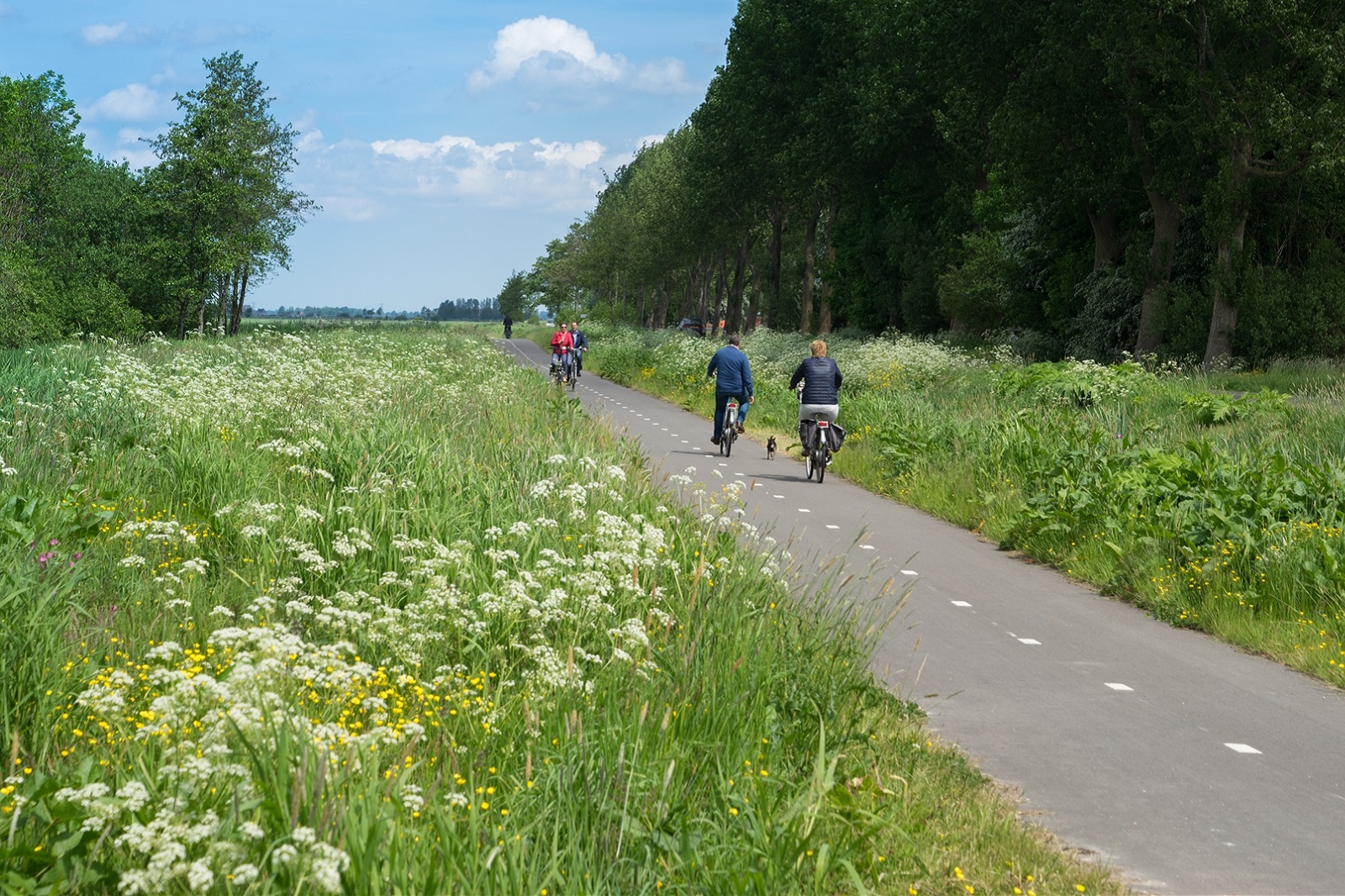 fietsen in friesland