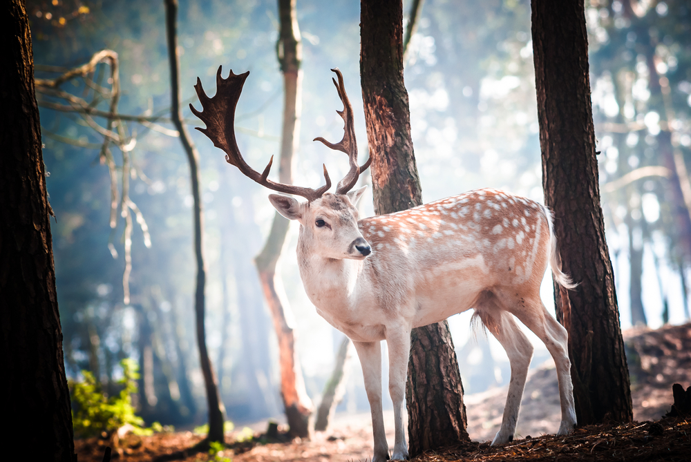 hert in de hoge veluwe