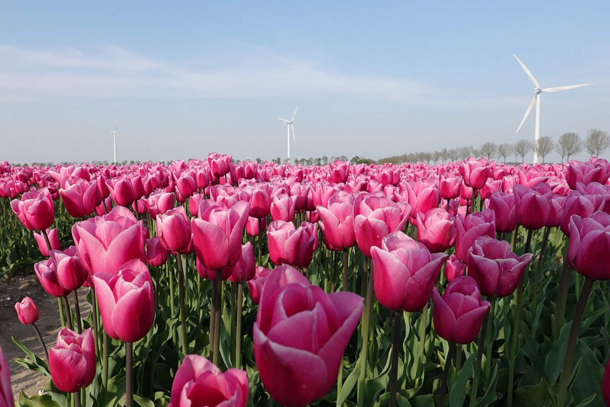 tulpen in de bollenstreek