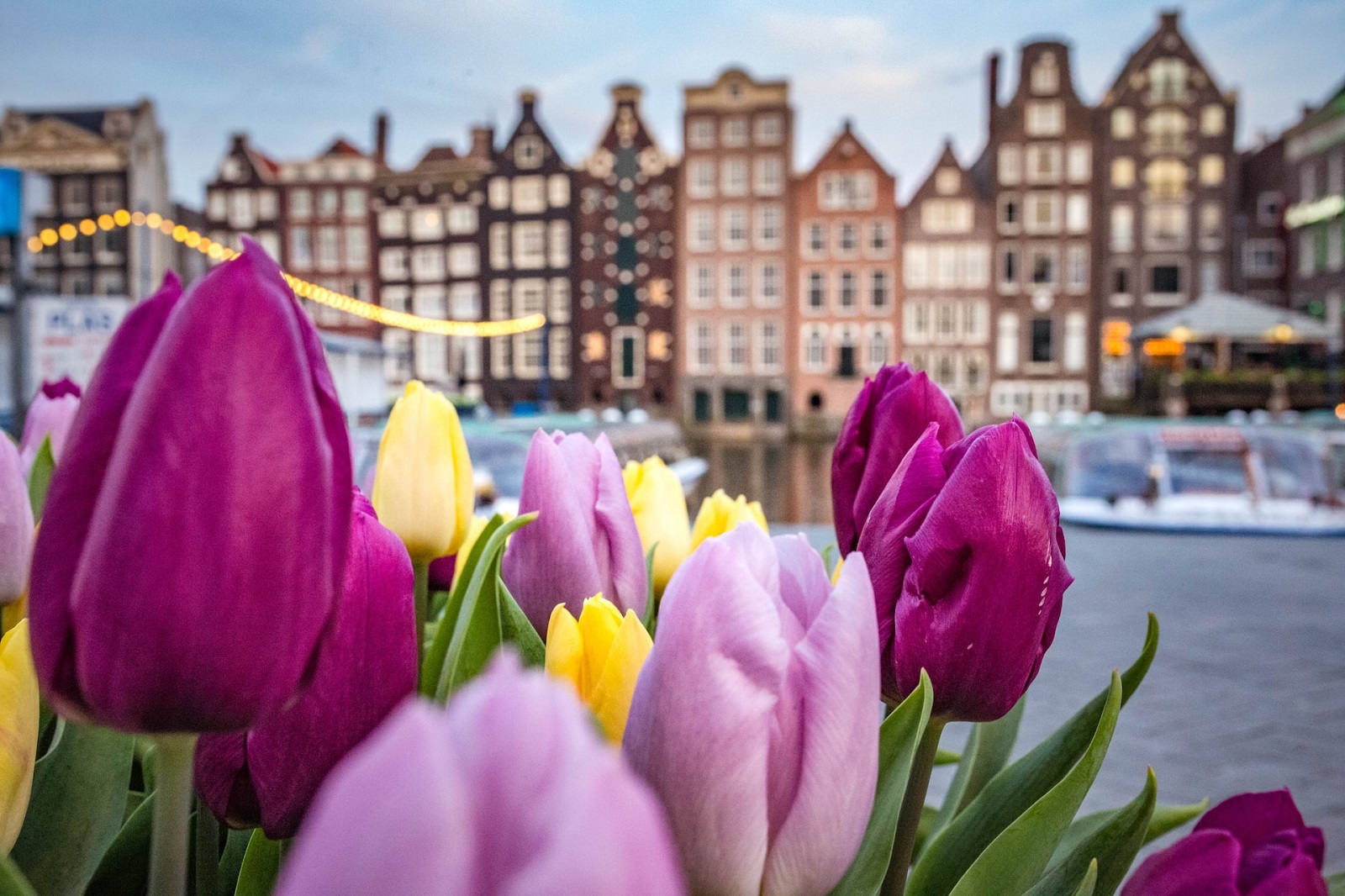 tulpen in amsterdam