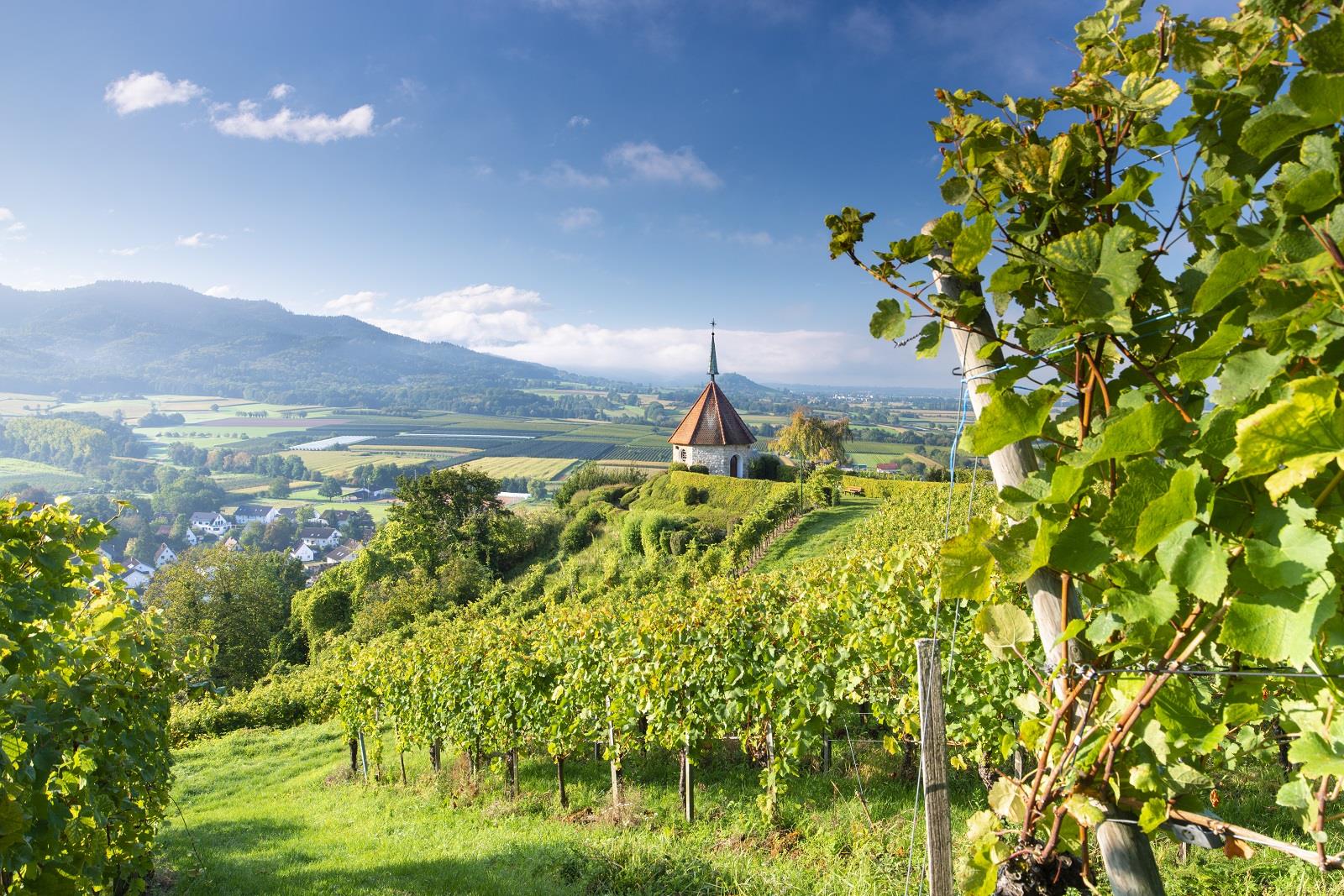 freiburg weinberge olbergkapelle