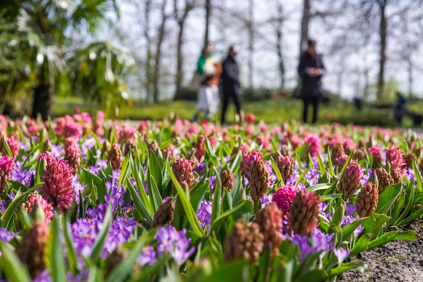 wandelen in de keukenhof