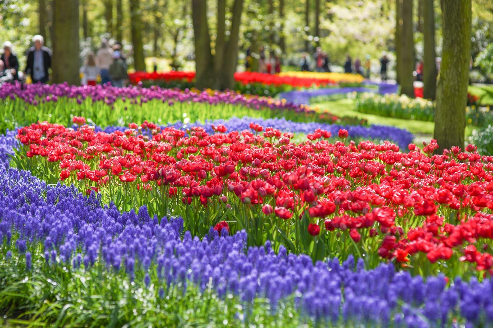 bloemen in de keukenhof