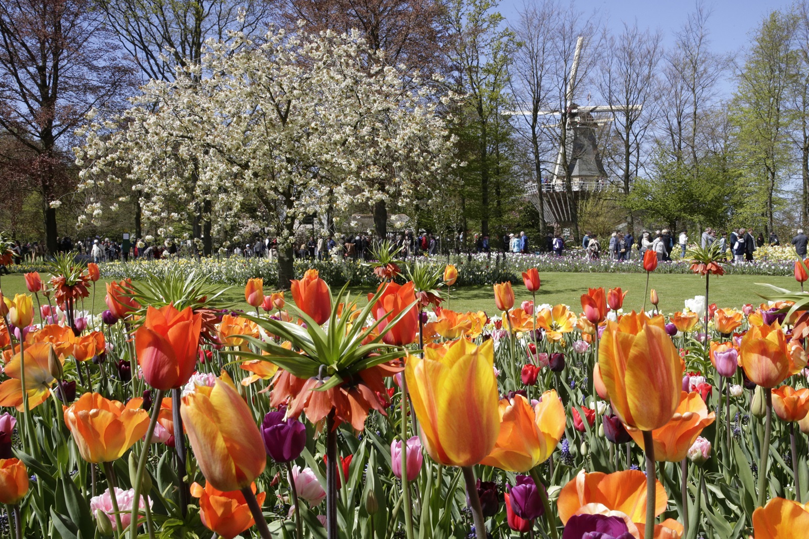 tulpen in keukenhof