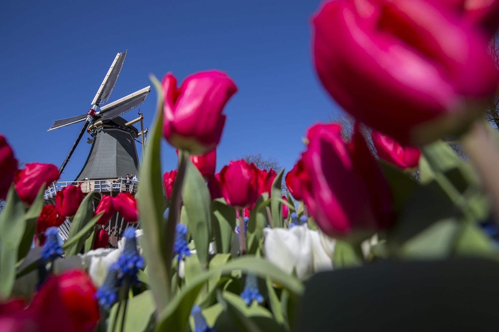 tulpen bij windmolen