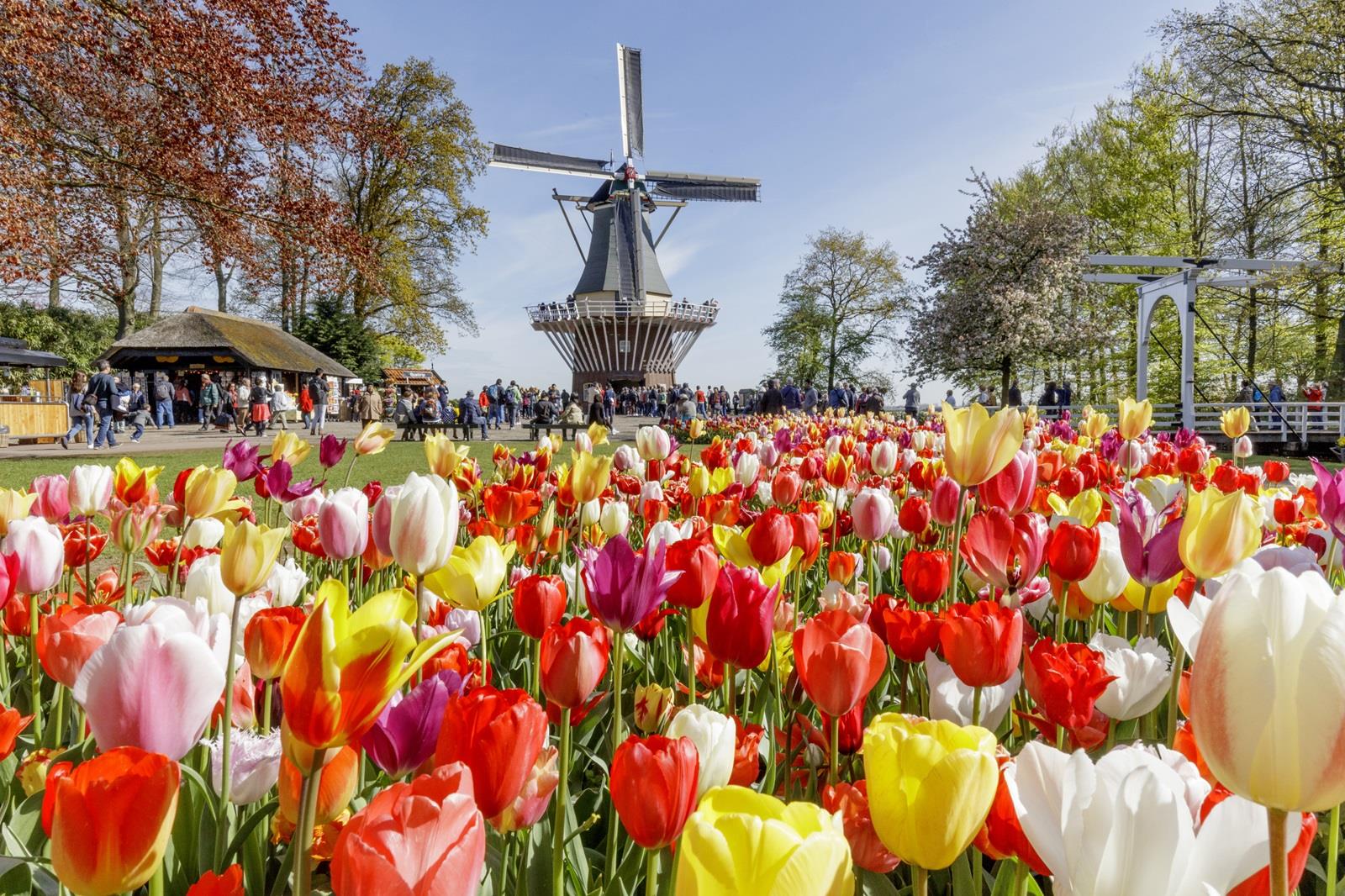 tulpen en windmolen in keukenhof