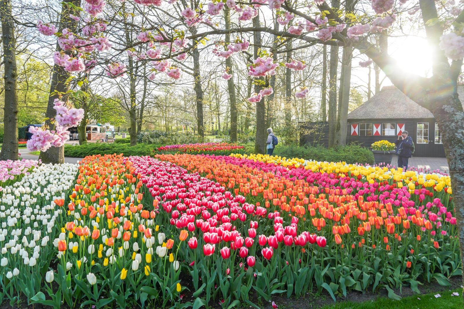 keukenhof printemps