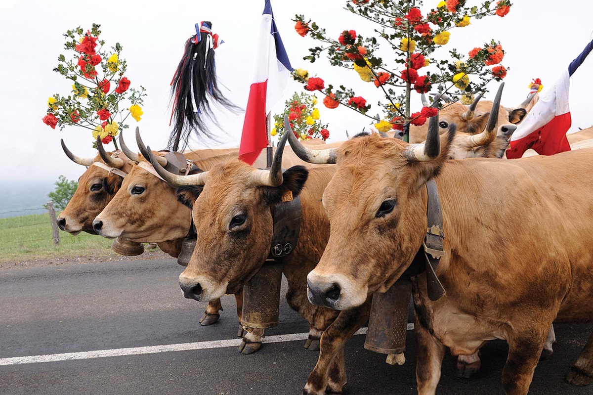 transhumance aubrac