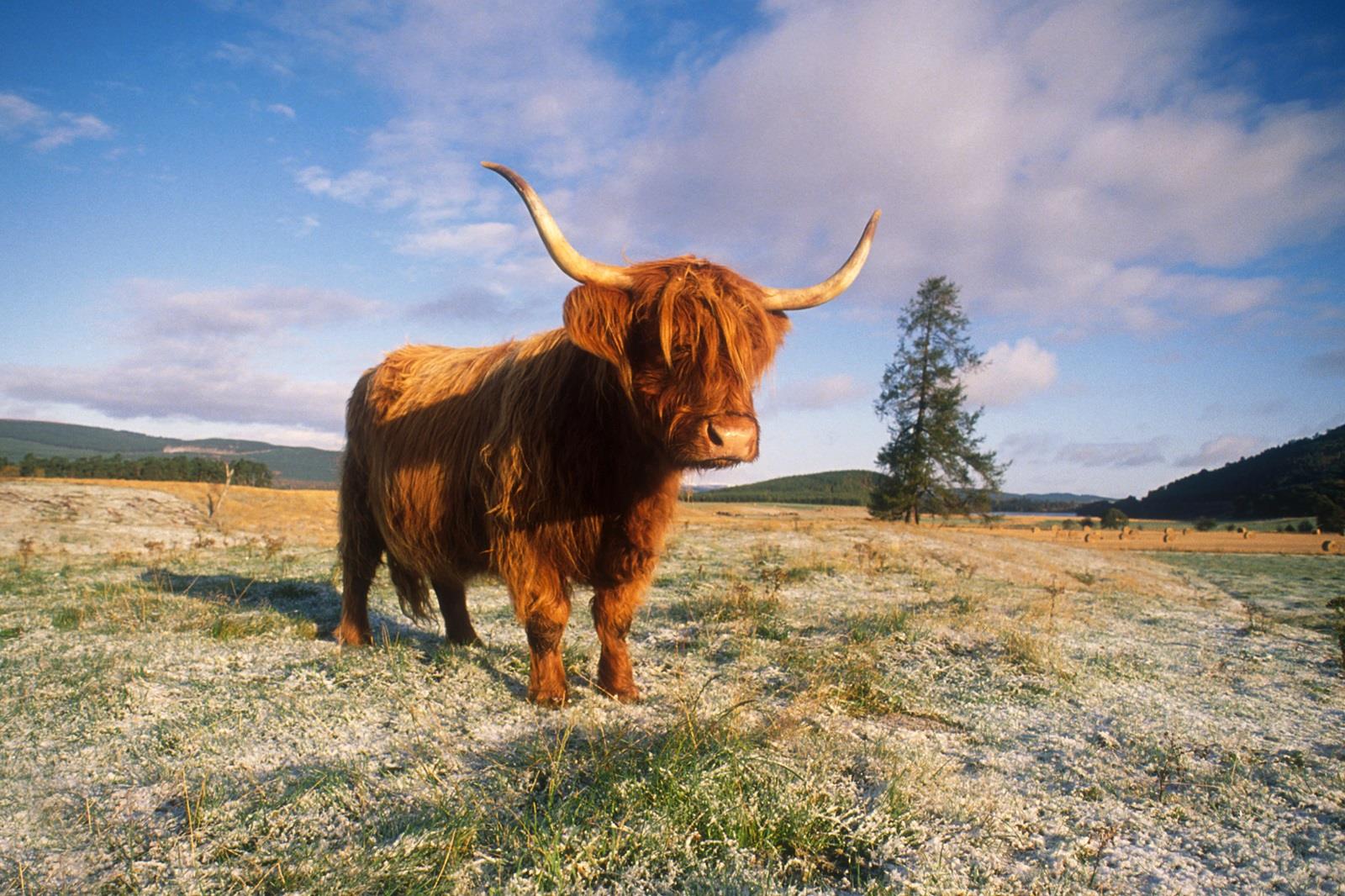 Rothiemurchus Estate Schotland