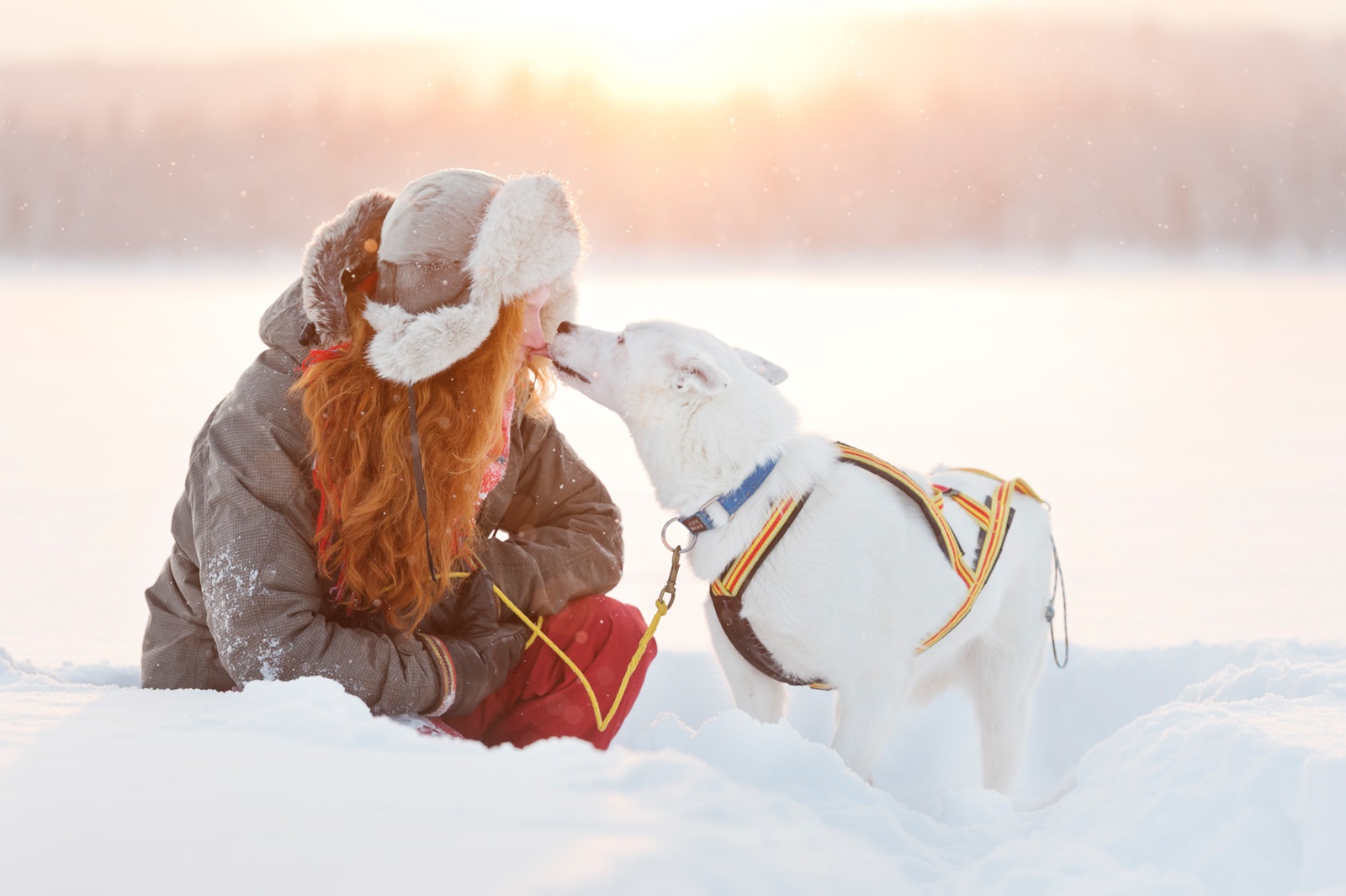 sleddog kiss sweden