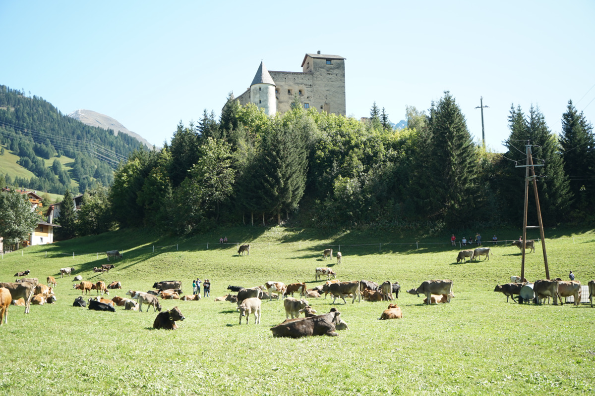 almabtrieb nauders tirol