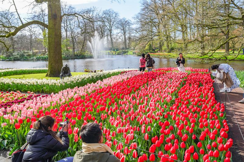 keukenhof tulpen